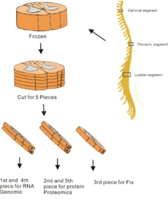 ALS spinal cord tissue processing