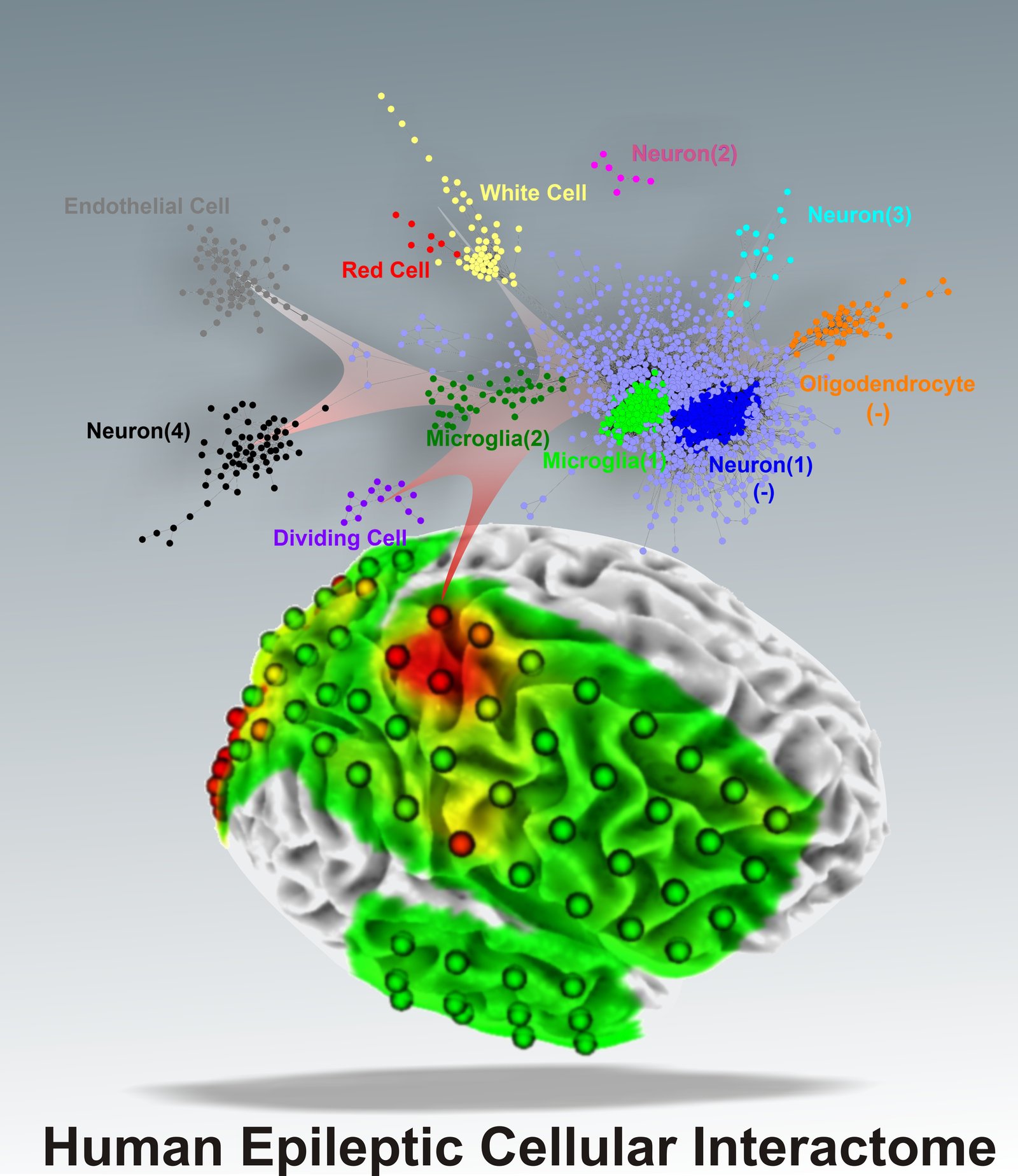 Brain cellular interactome